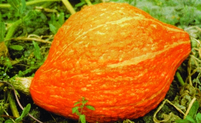 Picture of Winter Squash Golden Hubbard